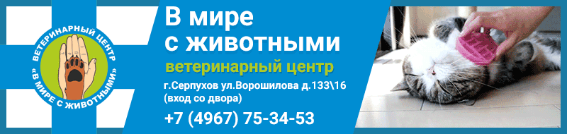 Ветеринарная медицина кошек и собак в г. Серпухов. Телефоны  +74967753453 и +79162456505
