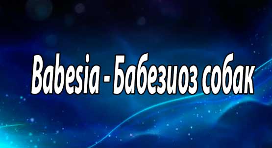 Бабезиоз собак (Babesia) - распространение, патогенез, симптомы, диагностика, анализы крови, лечение