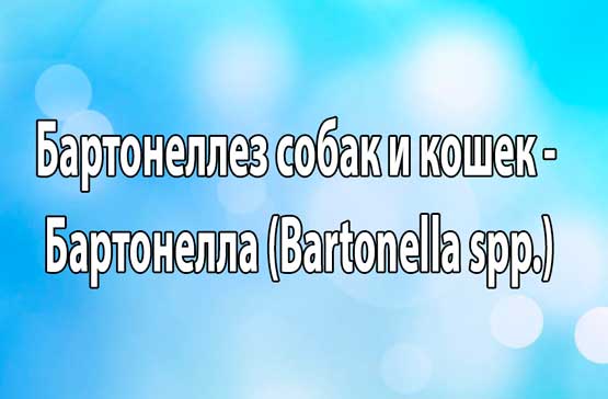 Бартонеллез кошек и собак. Возбудитель болезни - бартонелла (Bartonella spp.)
