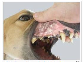 Клинически значимая тяжелая анемия у собаки, инвазированной простейшим паразитическим микрорганизмом Babesia canis, который относится к Protozoa