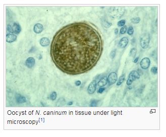 Ооциста N. caninum в ткани под световой микроскопией