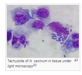 Тахизоит N. caninum в ткани под световой микроскопией