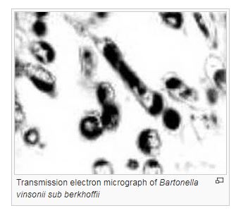 Трансмиссионная электронная микрофотография Bartonella vinsonii sub berkhoffii