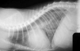 Кардиогенный отек легких у кошки, больной ГКМП. Застойная ХСН