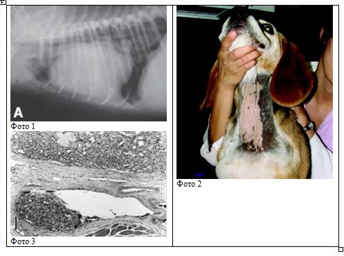 Карцинома щитовидной железы у собак (определение болезни, патогенез, диагностика и лечение)