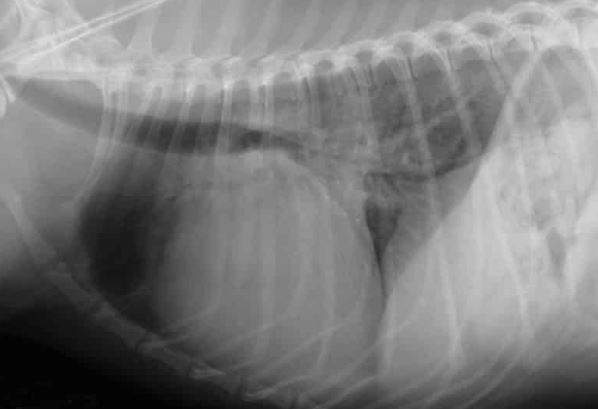 Недостаточность двустворчатого клапана у собаки, обусловленная эндокардиозом