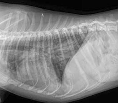 Оценка обзорной рентгенографии грудной клетки собаки, больной сердечными гельминтами