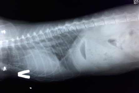 Признаки ГКМП кошек на рентген снимке грудной клетки