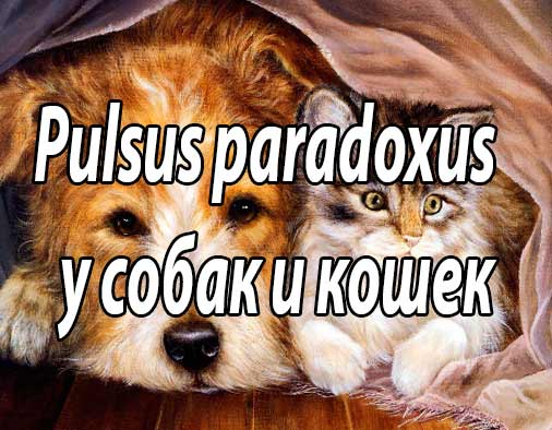 Pulsus paradoxus  у собак и кошек (определение, терминология)