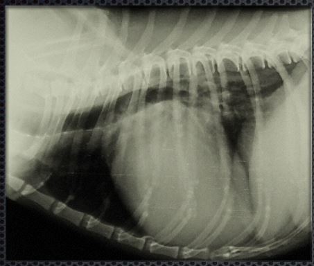 рентген сердца собаки, больной ДКМП, в правой латеральной проекции