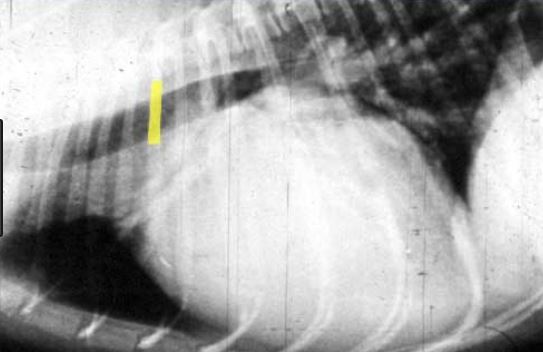 Рентген снимок сердца собаки при открытом Ботталовом протоке
