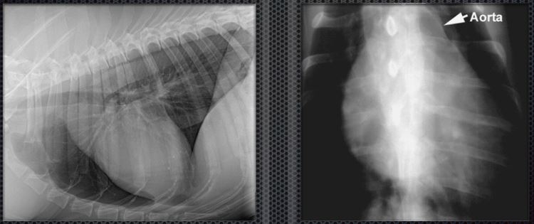 Рентгенодиагностика расширения дуги аорты у собаки