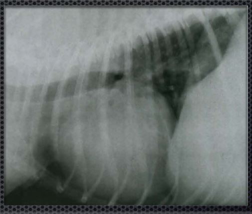 Рентгенографическая картина генерализованной кардиомегалии у собаки