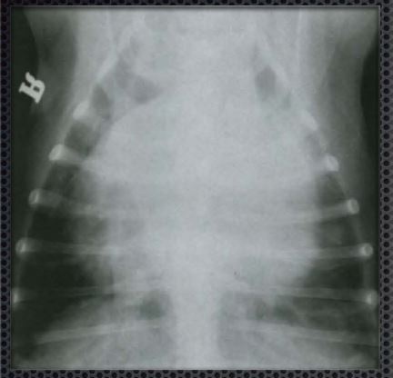 рентгенографические параметры генерализованной формы кардиомегалии у собаки
