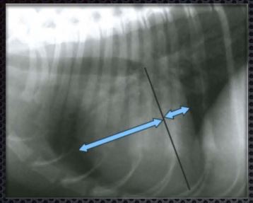 рентгенографического исследования собаки с увеличением тени правого желудочка