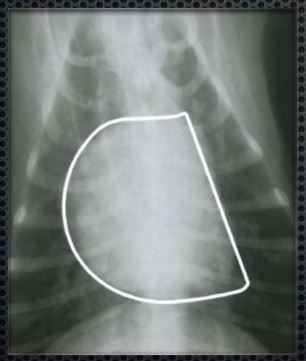 рентгенографической диагностики собаки с увеличением правого желудочка