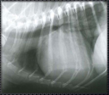 рентгенограмма собаки в боковой проекции, больной эндокардиозом атриовентрикулярных клапанов сердца с расширением правого предсердия