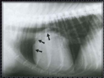 рентгенограмма собаки, в правой латеральной проекции, с дилатацией правого предсердия