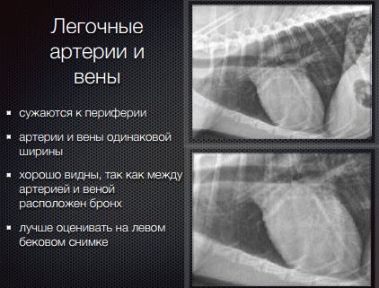Визуализация легочных сосудов в триаде артерия-бронх-вена при проведении торакальной рентгенодиагностики у собаки
