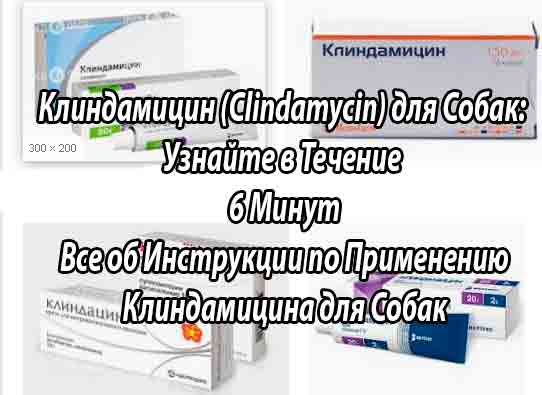 Инструкция по применению клиндамицина для собак (Clindamycinum). Улучшите эффективность терапии на 100%