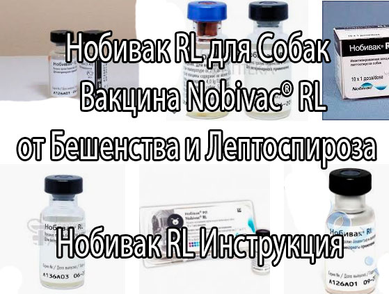 Вакцина Нобивак RL (инструкция по применению Nobivac® RL, показания и противопоказания)