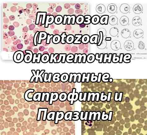 Одноклеточные животные  сапрофиты и паразиты.  Царство Протозоа (разнообразные виды Protozoa)