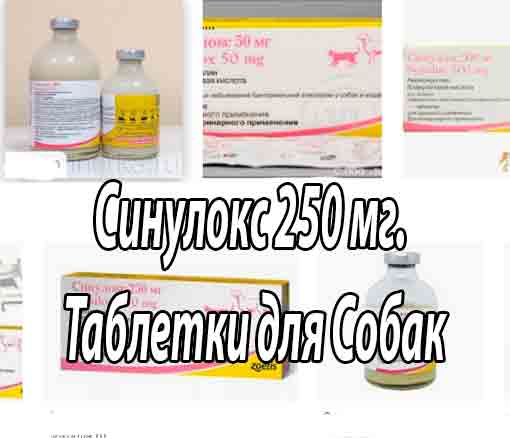 Синулокс 250 мг. Таблетки для Собак мелких пород (особенности применения, дозы, кратность приема, длительность)