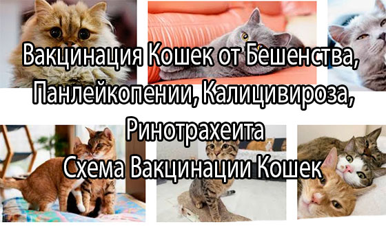 Вакцинация домашних кошек от бешенства, панлейкопении, калицивироза, гепресвирусной инфекции, лейкемии, хламидиоза, бордетеллеза
