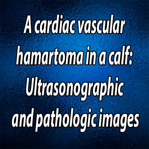 A cardiac vascular hamartoma in a calf: ultrasonographic and pathologic images