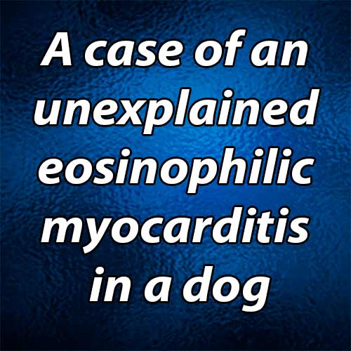 A case of an unexplained eosinophilic myocarditis in a dog
