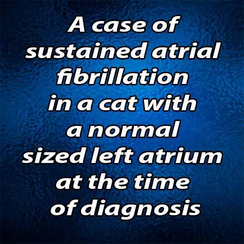A case of sustained atrial fibrillation in a cat with a normal sized left atrium at the time of diagnosis