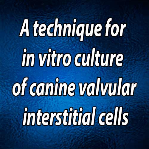 A technique for in vitro culture of canine valvular interstitial cells