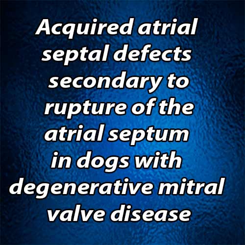 Acquired atrial septal defects secondary to rupture of the atrial septum in dogs with degenerative mitral valve disease