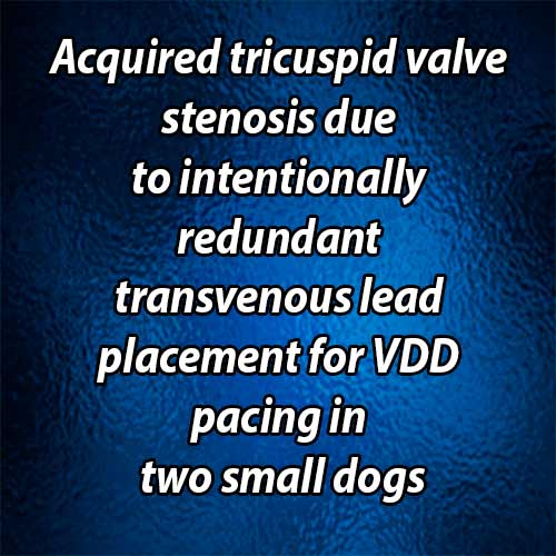 Acquired tricuspid valve stenosis due to intentionally redundant transvenous lead placement for VDD pacing in two small dogs