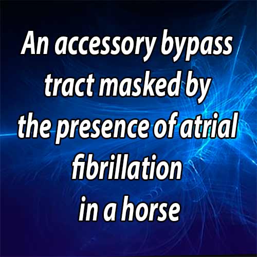 An accessory bypass tract masked by the presence of atrial fibrillation in a horse