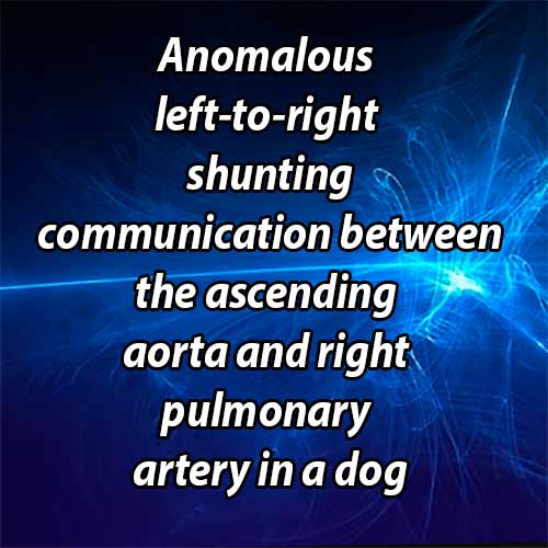 Anomalous left-to-right shunting communication between the ascending aorta and right pulmonary artery in a dog
