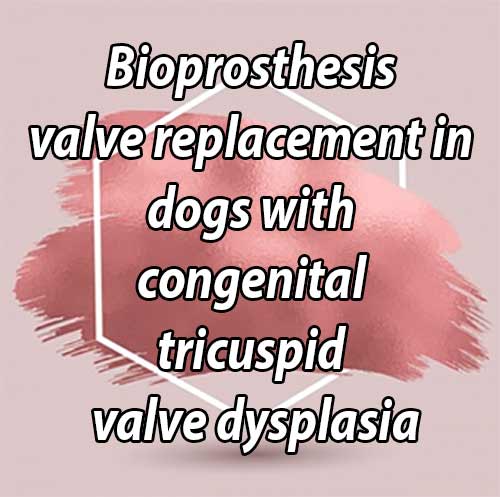 Bioprosthesis valve replacement in dogs with congenital tricuspid valve dysplasia: techniqueand outcome