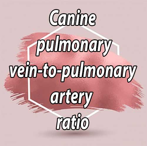 Canine pulmonary vein-to-pulmonary artery ratio: echocardiographic technique and reference intervals