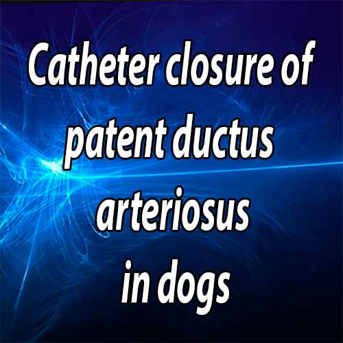 Catheter closure of patent ductus arteriosus in dogs: variation in ductal size requires different techniques