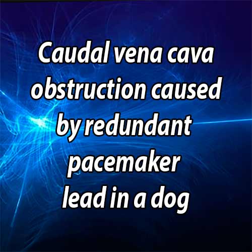 Caudal vena cava obstruction caused by redundant pacemaker lead in a dog