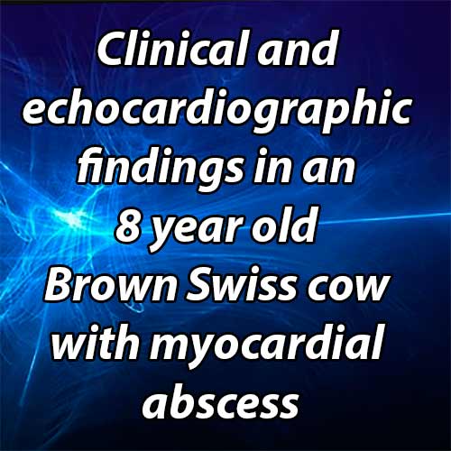 Clinical and echocardiographic findings in an 8 year old Brown Swiss cow with myocardial abscess