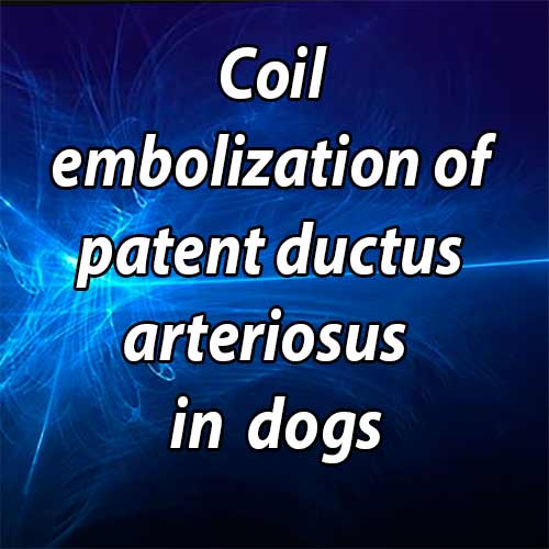 Coil embolization of patent ductus arteriosus via the carotid artery in seven dogs
