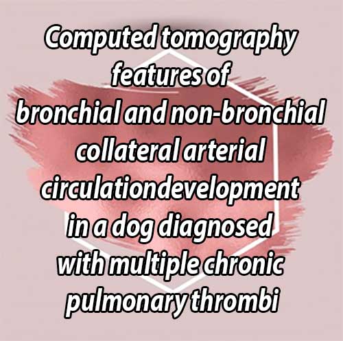 Computed tomography features of bronchial and non-bronchial collateral arterial circulationdevelopment in a dog diagnosed with multiple chronic pulmonary thrombi.