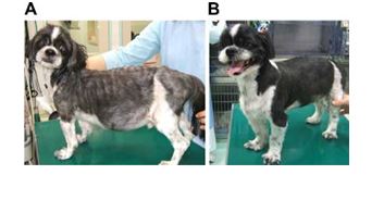 Dog with severe mitral regurgitation before and after mitral valve repair