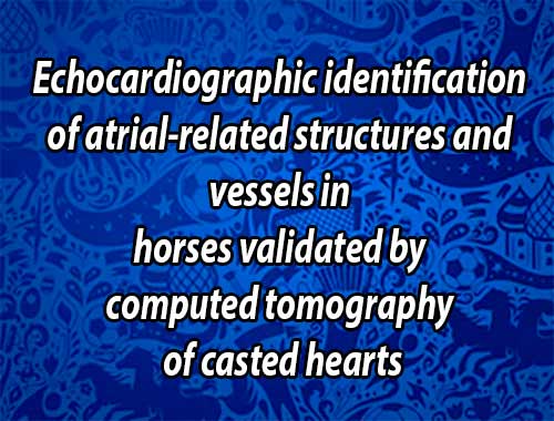 Echocardiographic identification of atrial-related structures and vessels in horses validated by computed tomography of casted hearts - Equine Vet J. 2018