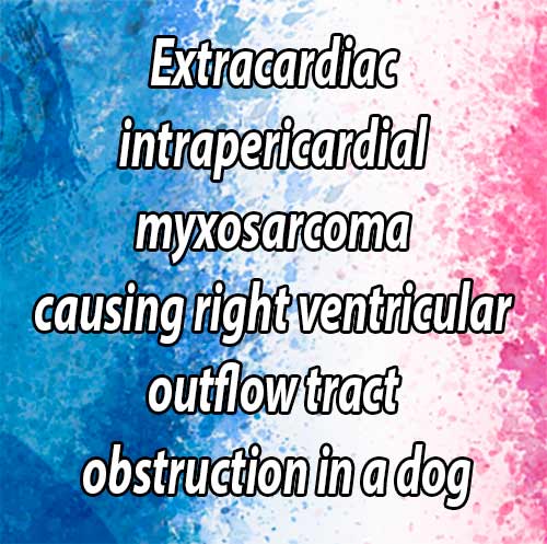 Extracardiac intrapericardial myxosarcoma causing right ventricular outflow tract obstruction in a dog