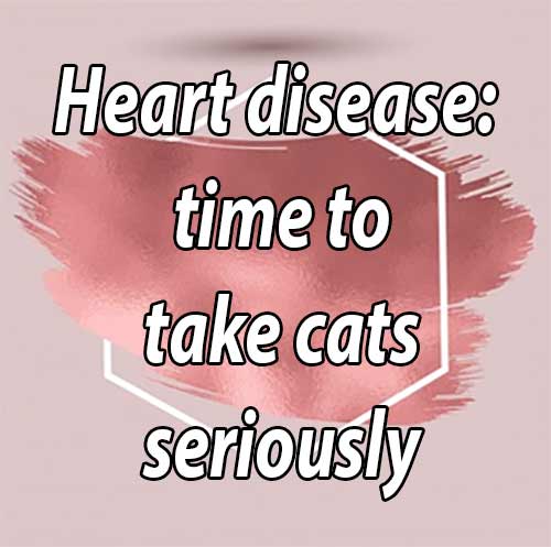 Heart disease: time to take cats seriously