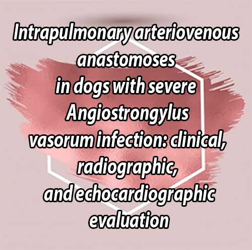 Intrapulmonary arteriovenous anastomoses in dogs with severe Angiostrongylus vasorum infection: clinical, radiographic, and echocardiographic evaluation
