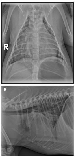 Lateral and dorsoventral radiographs at presentation showing left ventricular enlargement