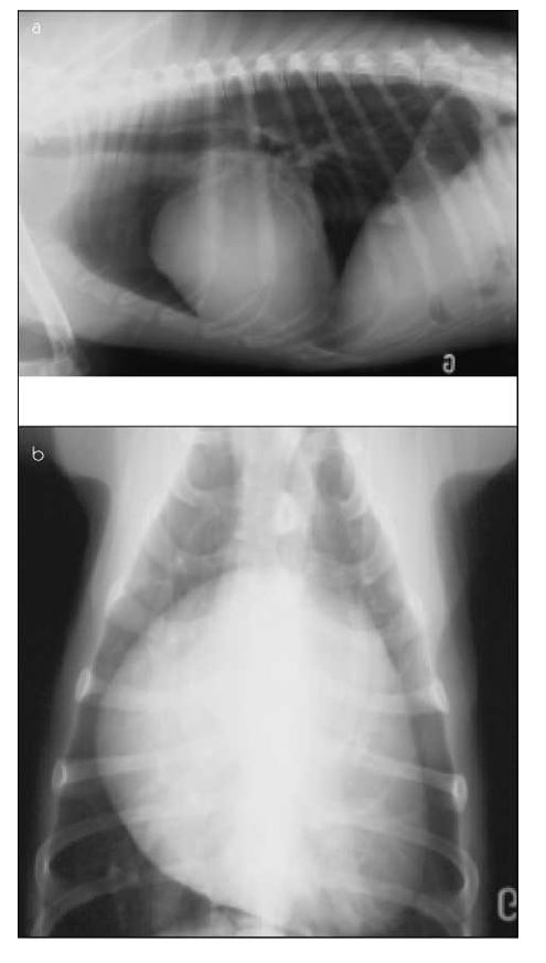 Left lateral and dorsoventral radiographs of the cardiac silhouette showing right ventricular and atrial enlargement